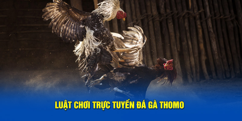 Luật chơi đá gà Thomo trực tuyến